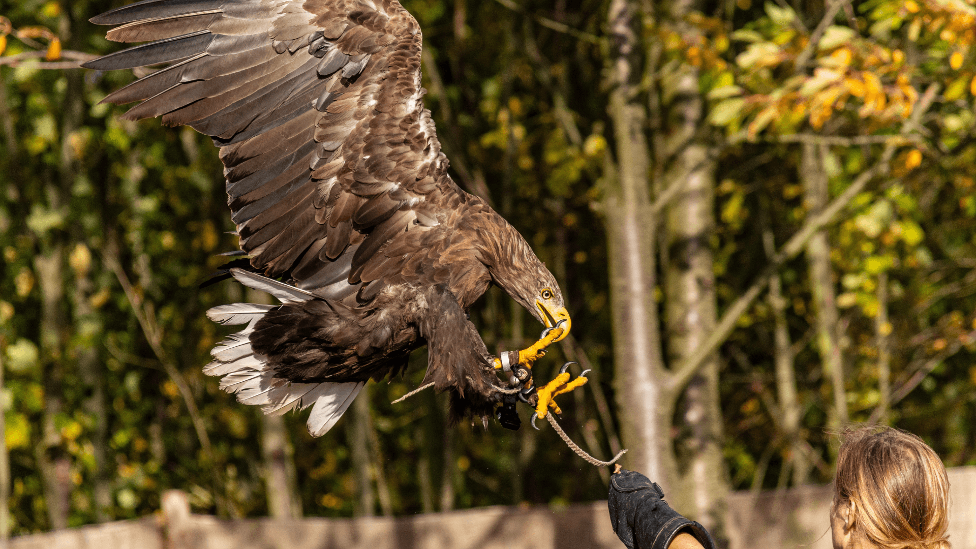 Falconry (1) Falconry